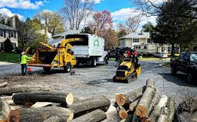 Trusted New Brighton, MN  Tree Services Experts