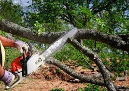 Best Lot and Land Clearing Services  in New Brighton, MN