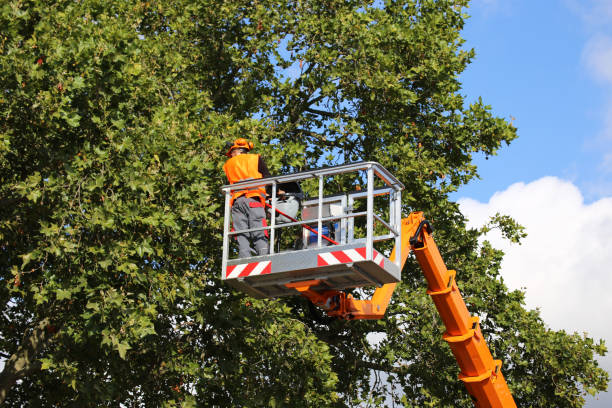 Best Tree Preservation Services  in New Brighton, MN