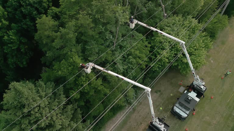 Best Root Management and Removal  in New Brighton, MN