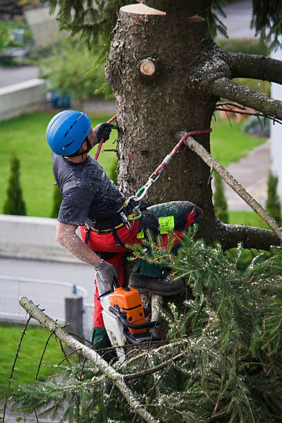 Best Tree Mulching Services  in New Brighton, MN