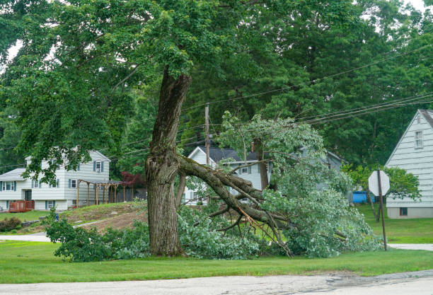 Best Emergency Tree Removal  in New Brighton, MN