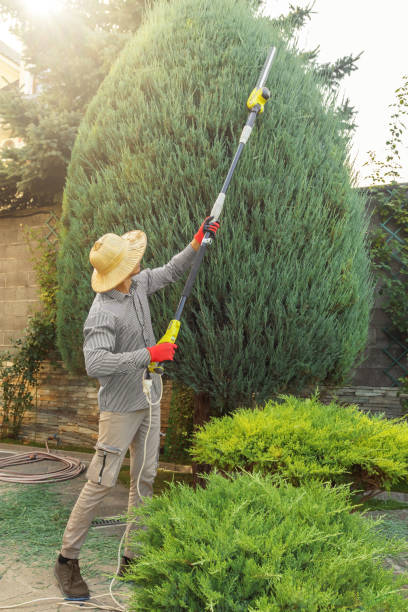 Best Tree and Shrub Care  in New Brighton, MN